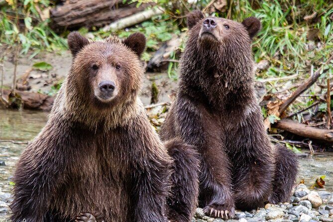 Campbell River, BC: Full Day Grizzly Bear Tour in Toba Inlet - A Close-Up Look at the Campbel River Grizzly Bear Tour in Toba Inlet