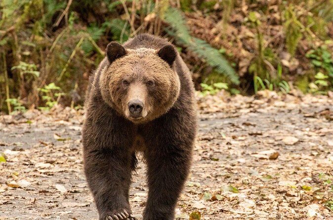 Campbell River, BC: Full Day Grizzly Bear Tour in Toba Inlet - Who Will Love This Tour?