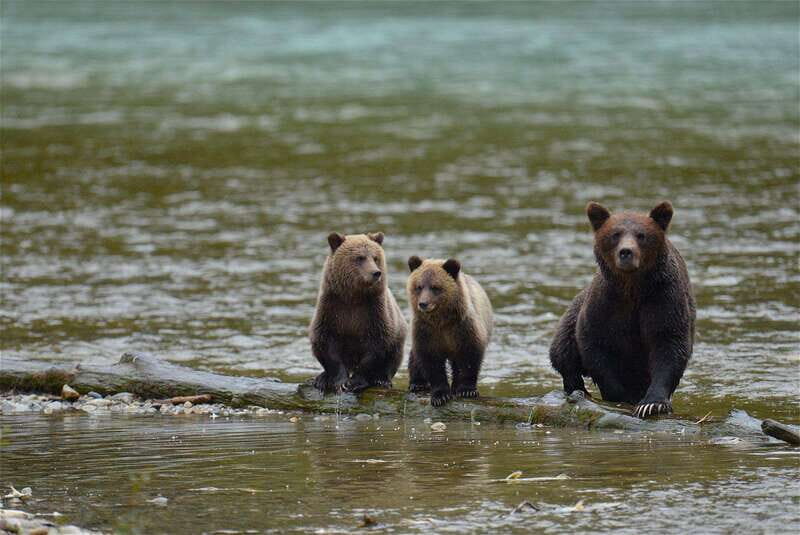Campbell River: Bute Inlet Grizzly-Watching Tour & Boat Ride - Key Points