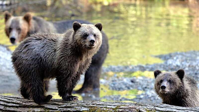 Campbell River: Deluxe Grizzlies & Indigenous Culture tour - Key Points