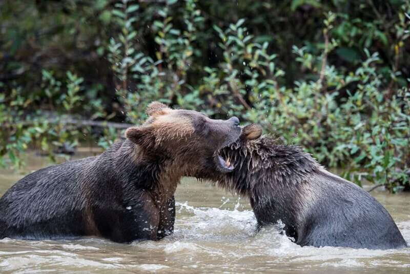 Campbell River: Deluxe Grizzlies & Indigenous Culture tour - Final Thoughts: Is This Tour for You?