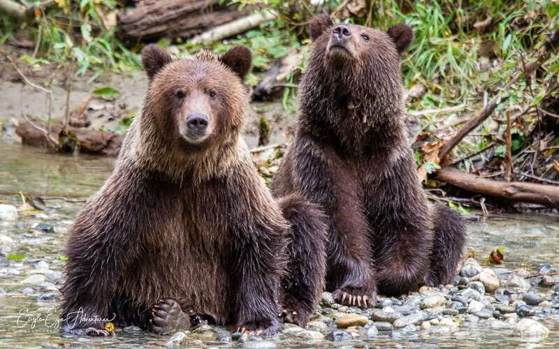 Campbell River: Full-Day Grizzly Bear Tour With Lunch - The Experience: What to Expect