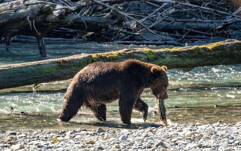 Campbell River: Full-Day Grizzly Bear Tour With Lunch - Who Will Enjoy This Tour?