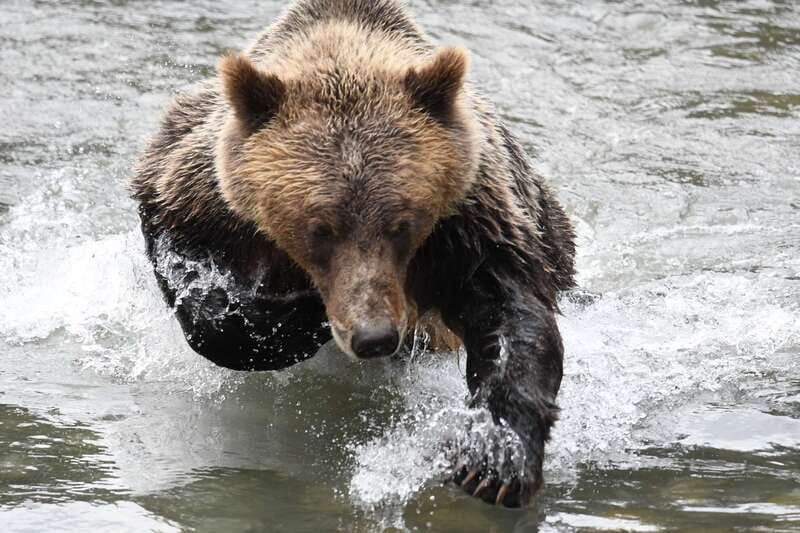 Campbell River: Grizzly Bear-Watching Tour with Lunch - FAQ
