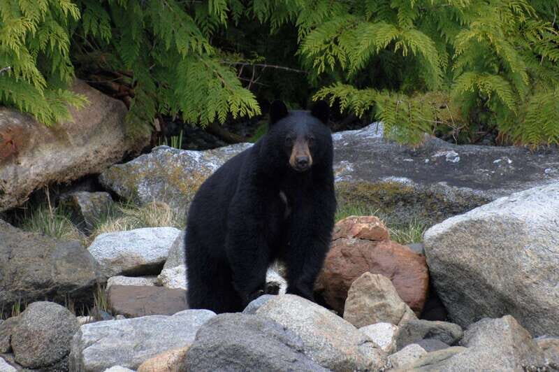 Campbell River: Spring Bear Watching & Waterfalls Boat Tour - The Itinerary and What You’ll Experience