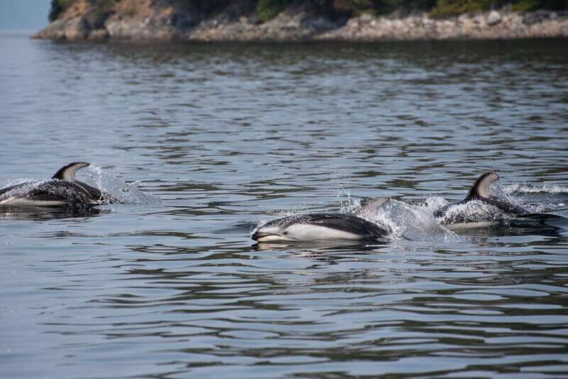 Campbell River: Whale Watching and Wildlife Viewing Day Tour - Who Will Love This Tour?