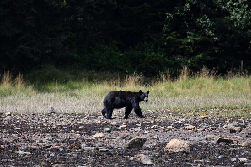 Campbell River: Whale Watching Cruise with Lunch - Key Points