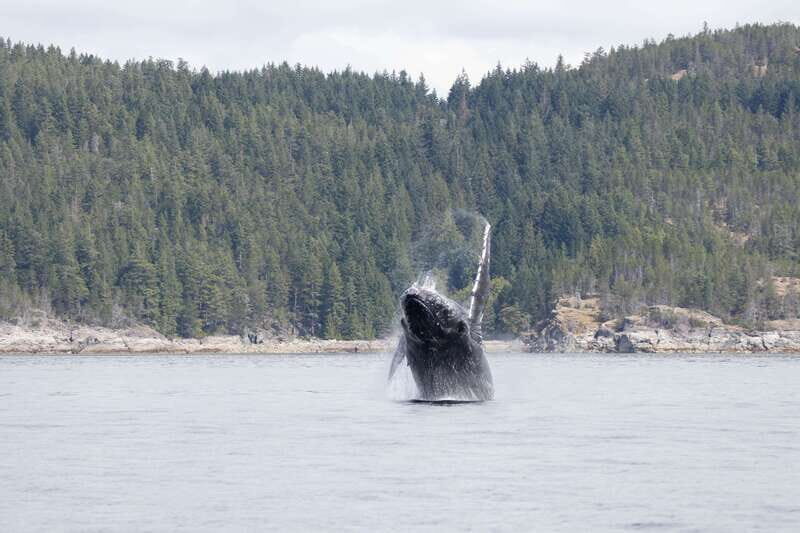 Campbell River: Whale Watching Cruise with Lunch - An honest look at the whale-watching adventure