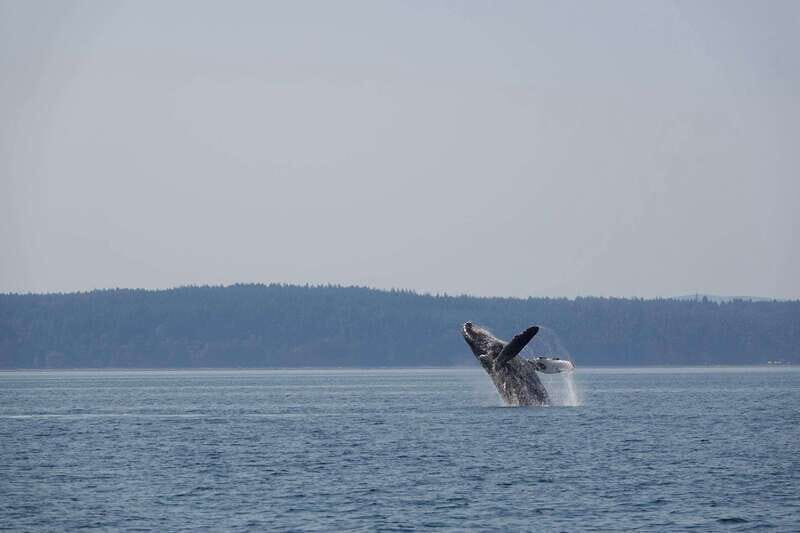 Campbell River: Whale & Wildlife Discovery Cruise - A Closer Look at the Whale & Wildlife Discovery Cruise