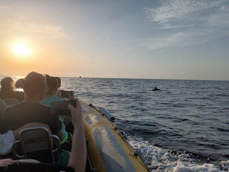 Can Picafort: Dolphin Watching Boat Tour, Swimming stop - The Bottom Line: Is This Tour Right for You?