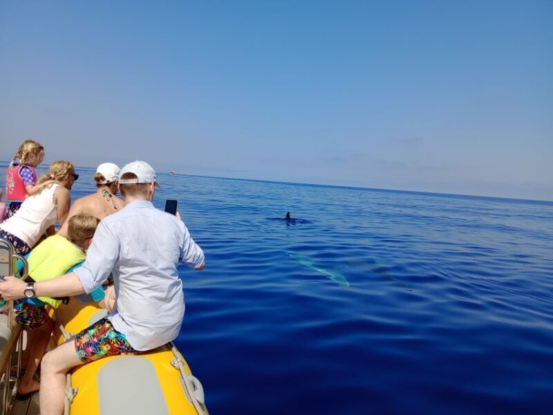 Can Picafort: Dolphin Watching Boat Tour, Swimming stop - Frequently Asked Questions
