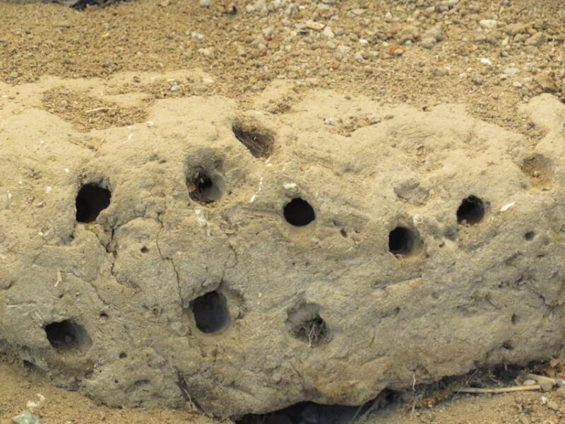 Canakkale: Full-Day Ancient Troy and Museum of Troy Tour - Who Will Love This Tour?