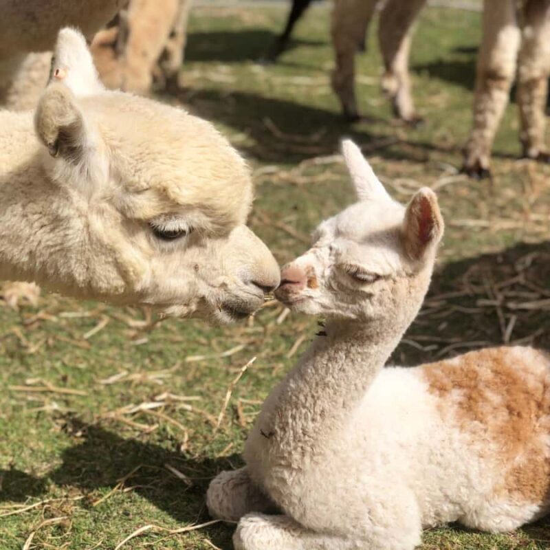 Canberra: Alpaca Adventure Farm Tour (morning tea included) - What the Experience Includes