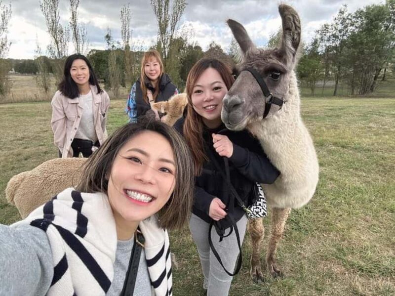 Canberra: Alpaca Adventure Farm Tour (morning tea included) - Authentic Feedback from Visitors