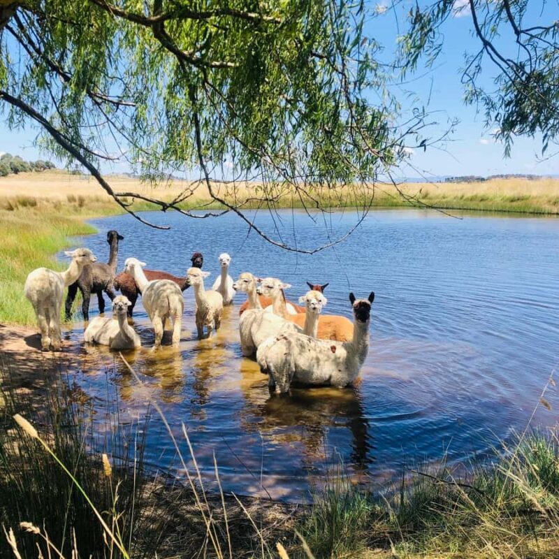 Canberra: Alpaca Adventure Farm Tour (morning tea included) - Final Thoughts