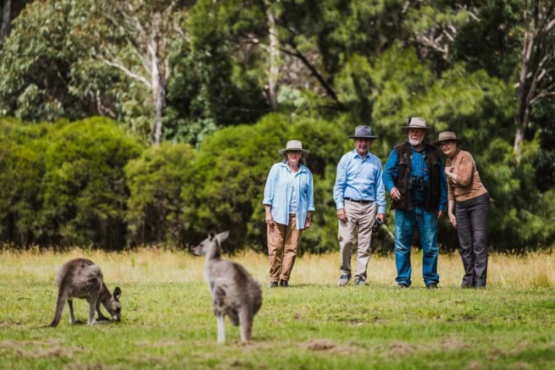 Canberra: Kangaroos and Koala Experience Tour - Key Points