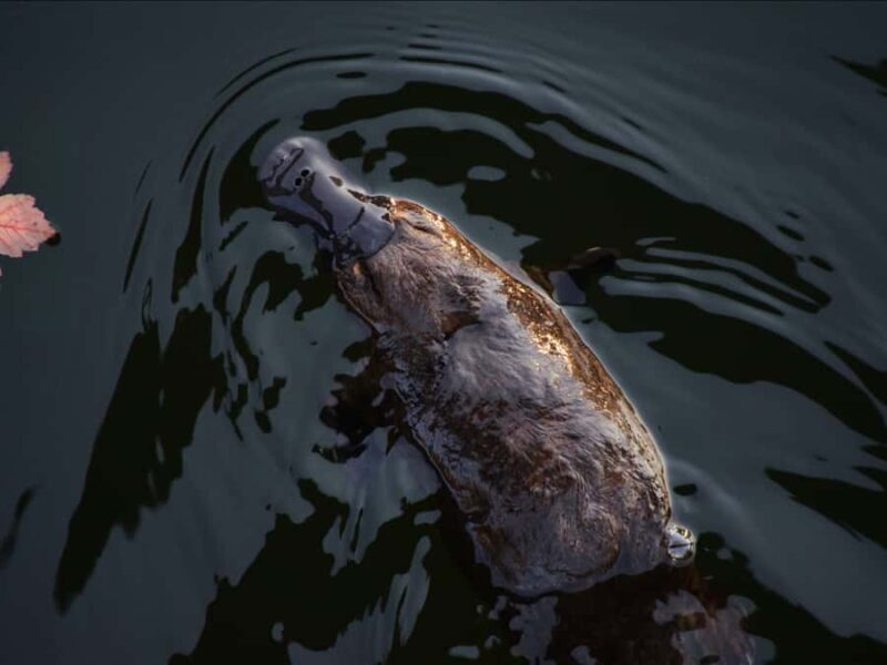 Canberra: Kangaroos and Koala Experience Tour - What To Expect from the Tour