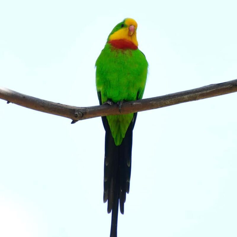 Canberra: Nature Tour with Lunch - Key Points