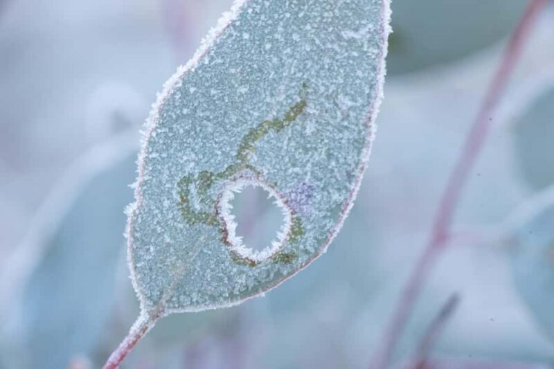 Canberra: Nature Tour with Lunch - Who Might Not Love This Tour?