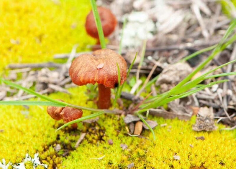 Canberra: Nature Tour with Lunch - The Practicalities