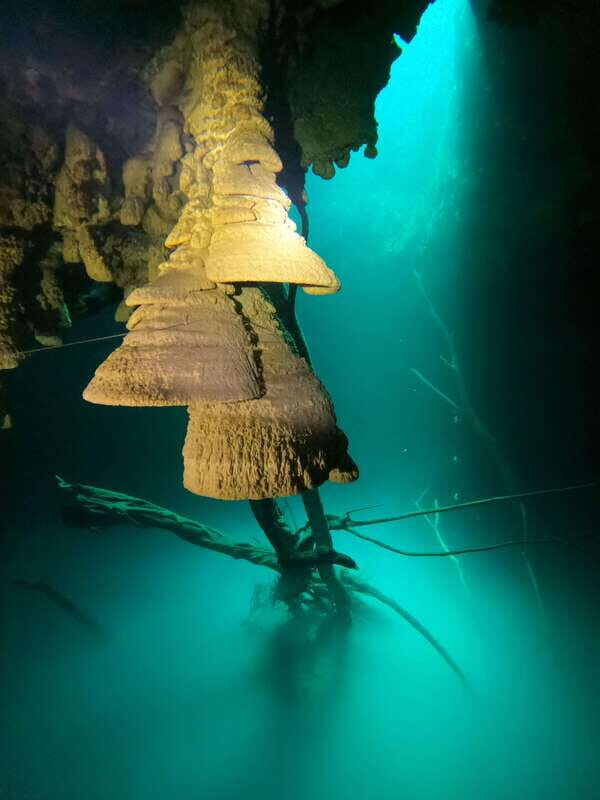 Cancun: 2 Dives in Cenotes Ki Ha + Zapote - Certified Divers - Key Points
