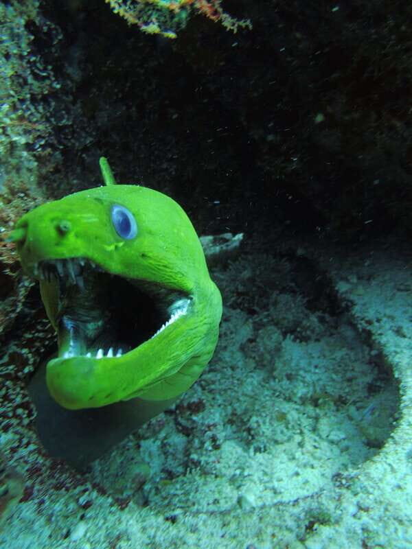 Cancun: 2 Reef Dives at Punta Cancun for Certified Divers - What Past Participants Say