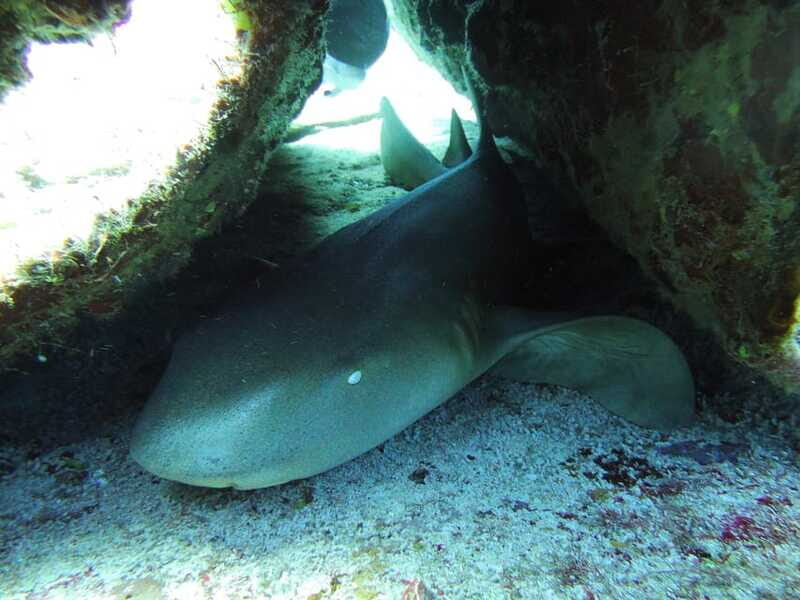 Cancun: 2 Reef Dives at Punta Cancun for Certified Divers - FAQs