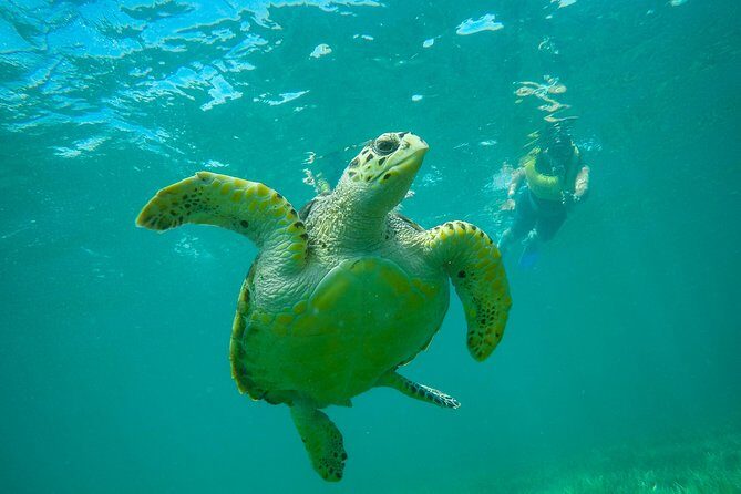 Cancun Adventure: Reef Snorkeling & Parasailing Experience - The Real Traveler Experiences