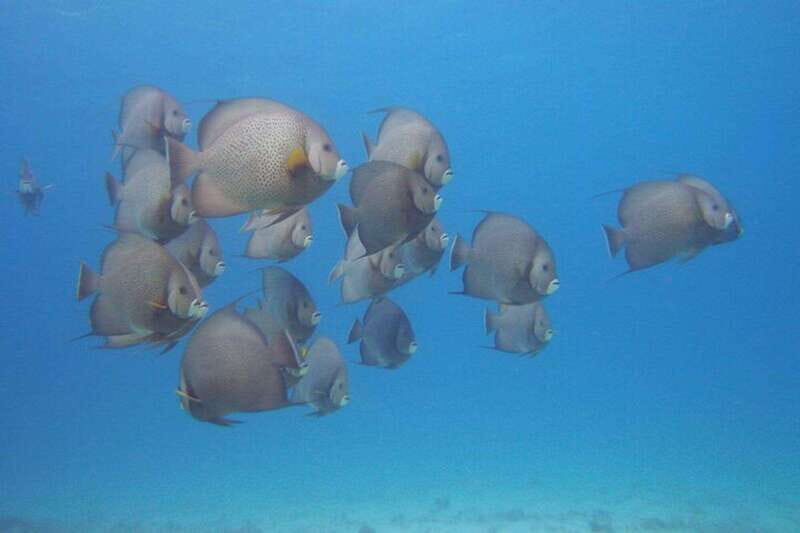 Cancun: Beginner Scuba Diving at Underwater Museum - Who Is This Tour Best For?