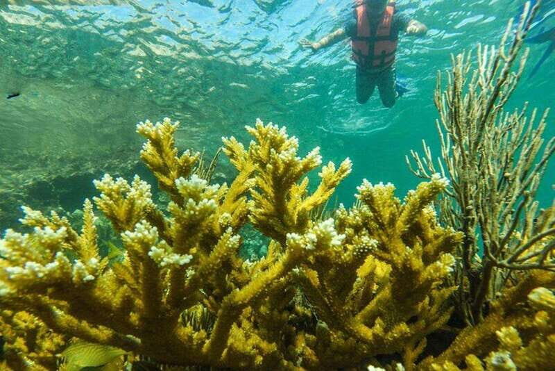 Cancun: Cancun Cenote Tour & Snorkeling - Key Points