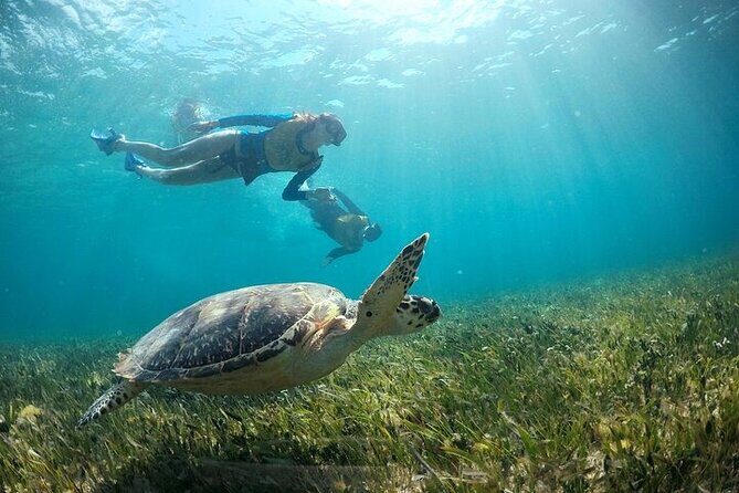 Cancun Combo Adventure: 4 Reef Snorkeling Stops & Parasailing - Who Should Consider This Tour?