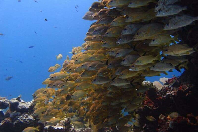 Cancun: Dive Underwater Museum & Manchones Reef - FAQ