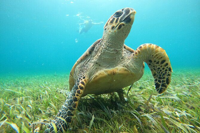 Cancun Fly and Swim Parasailing and Snorkeling Combo Tour - The Experience Provider & Booking Details