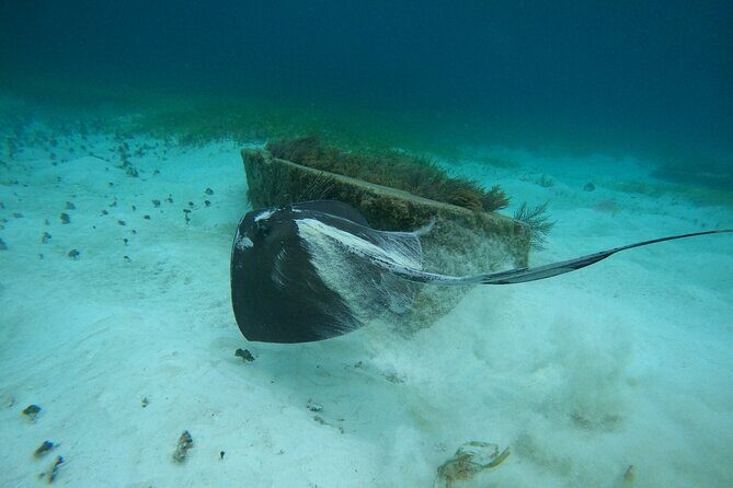 Cancun Fly and Swim Parasailing and Snorkeling Combo Tour - Final Thoughts: Who Should Consider This Tour?