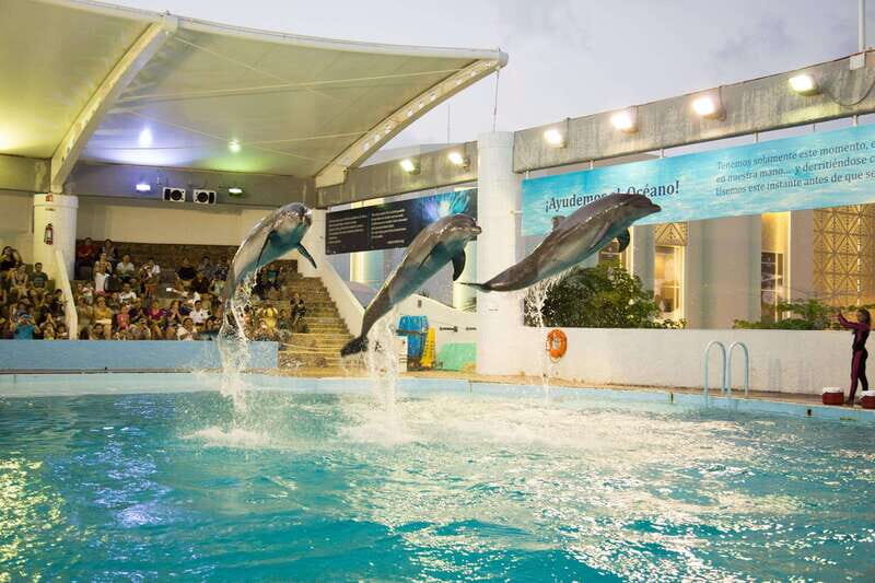 Cancún Interactive Aquarium Admission + Dolphin Presentation - The Experience’s Pros and Cons