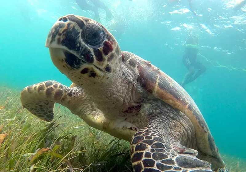 Cancun: Jungle Speedboat & Snorkeling Adventure - FAQs