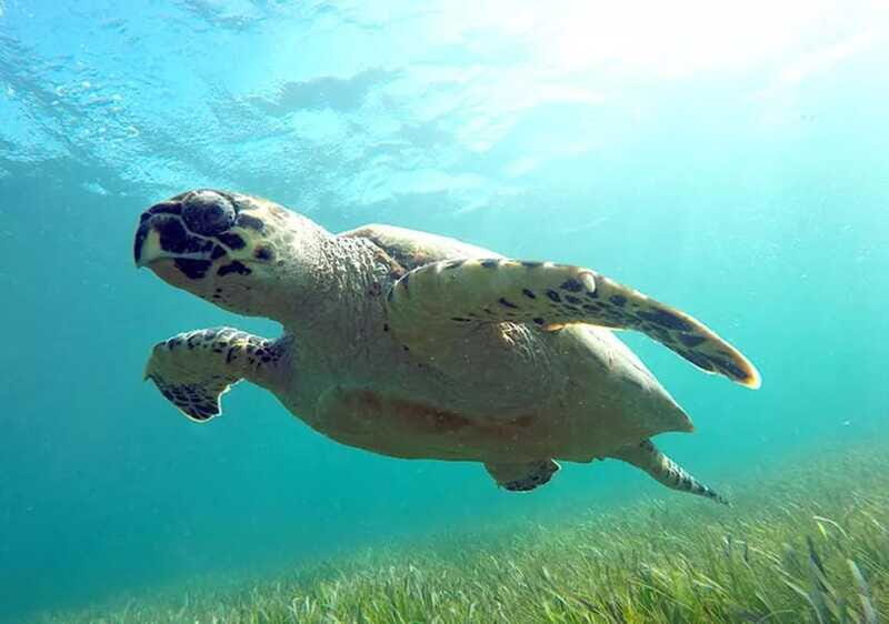 Cancun: Jungle Speedboat & Snorkeling Adventure - FAQs