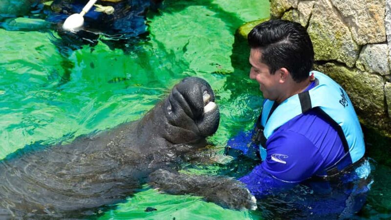 Cancún: Manatee Encounter on Isla Mujeres with Buffet Lunch - What Makes This Tour Stand Out?