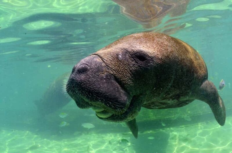 Cancún: Manatee Encounter on Isla Mujeres with Buffet Lunch - What We Think About the Price and Value