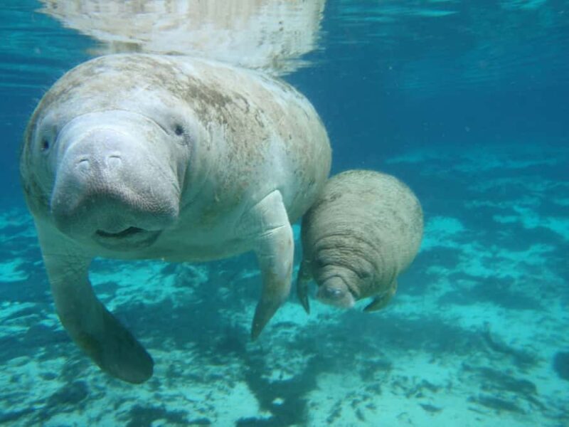 Cancún: Manatee Encounter on Isla Mujeres with Buffet Lunch - Who Will Love This Tour?