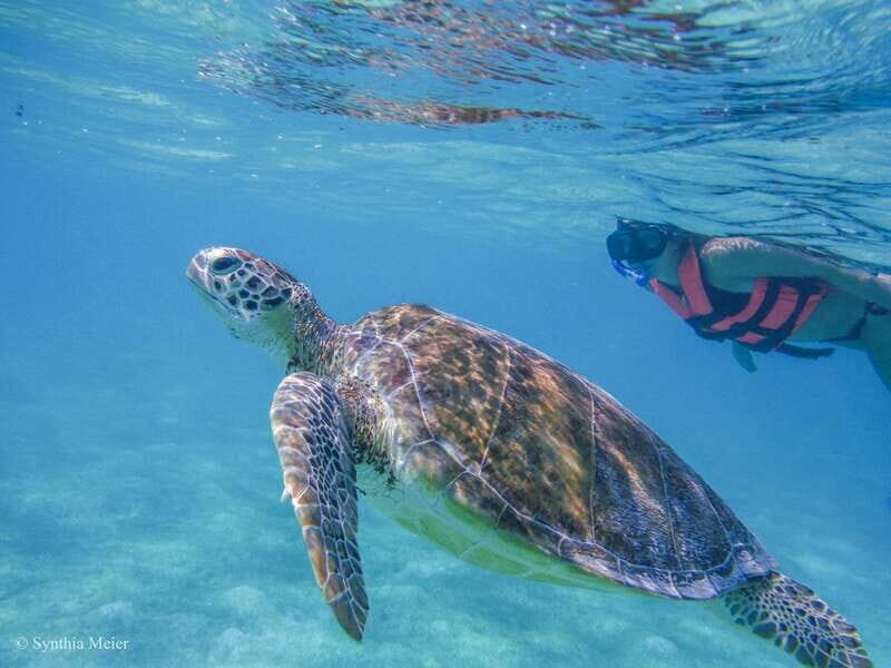 Cancun: Marine Turtle Observation in Akumal - What to Expect from the Cancun Marine Turtle Observation Tour