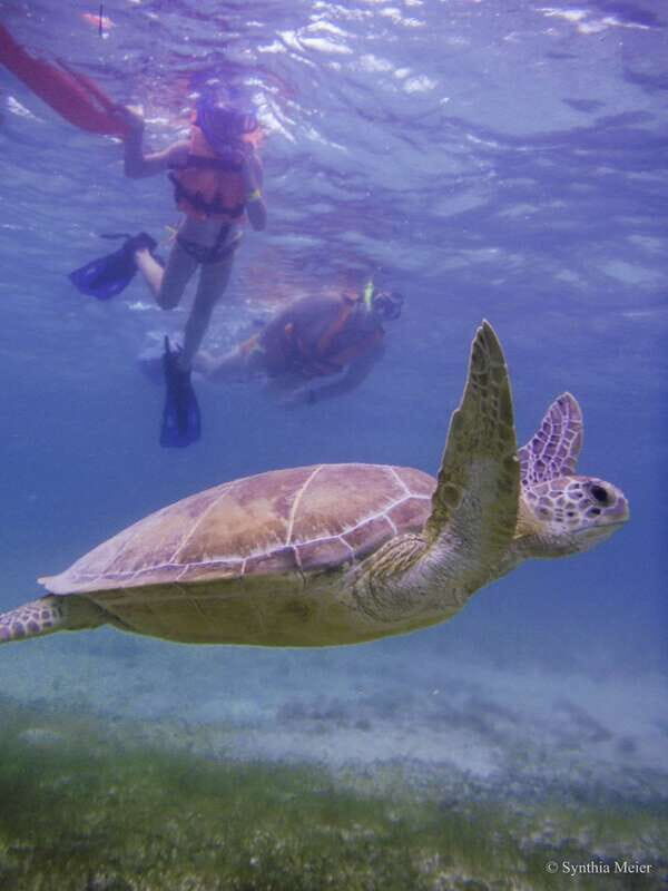 Cancun: Marine Turtle Observation in Akumal - The Cons: What to Watch Out For