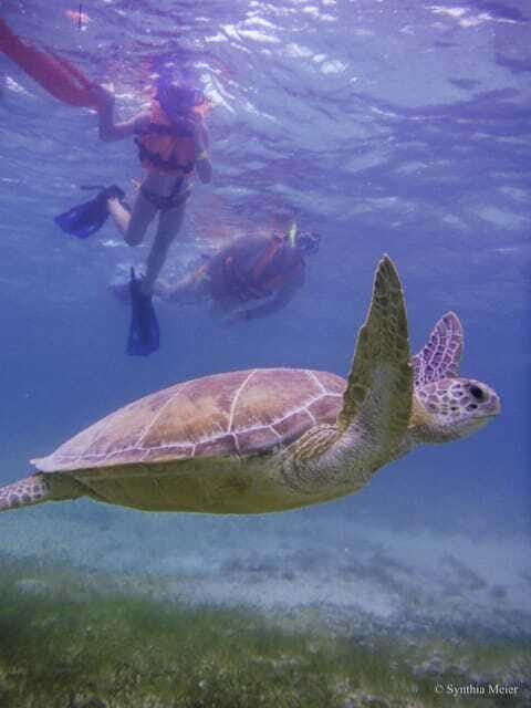 Cancun: Marine Turtle Observation in Akumal - Who Is This Tour Best Suited For?
