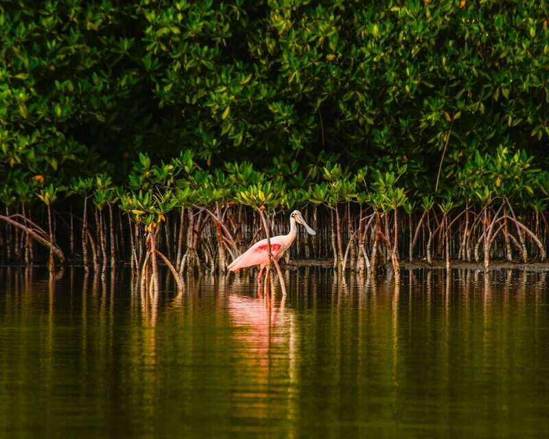 Cancún: Morning or Sunset Kayak Adventure in Nichupte Lagoon - What’s Included and What’s Not