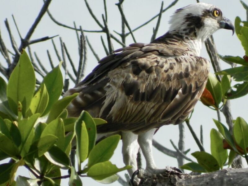 Cancún: Morning or Sunset Kayak Adventure in Nichupte Lagoon - Authenticity and Environmental Impact