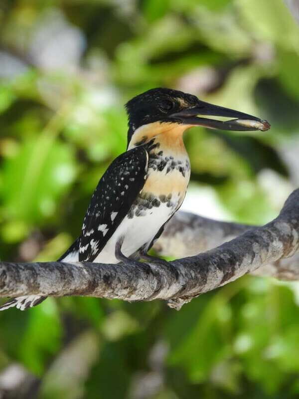 Cancún: Morning or Sunset Kayak Adventure in Nichupte Lagoon - Overall Value