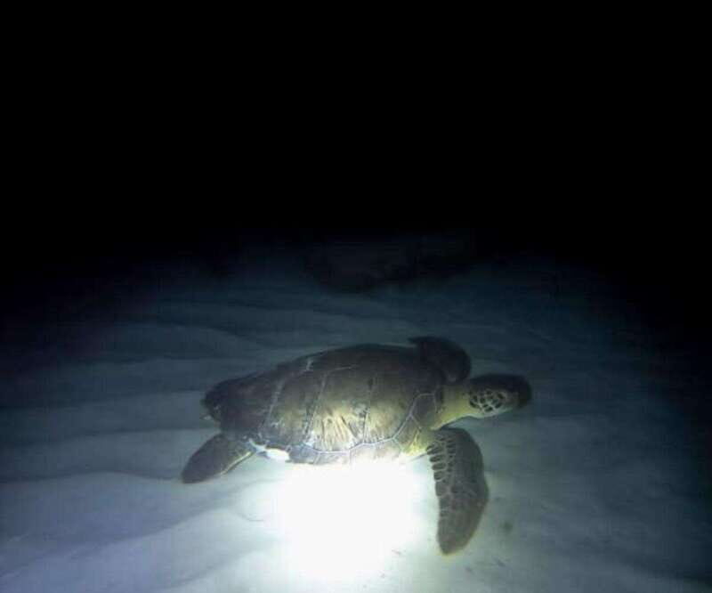 Cancun: Night Dive for Certified Divers - What’s It Like to Night Dive in Cancun?