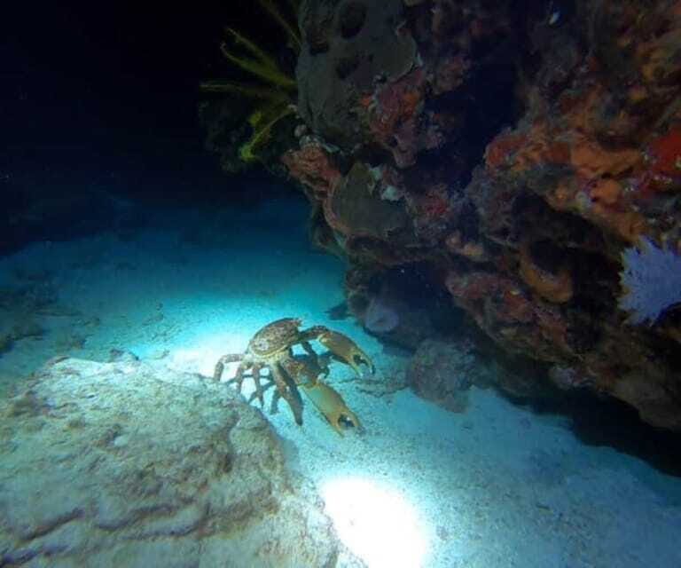 Cancun: Night Dive for Certified Divers - Who Should Consider This Tour?