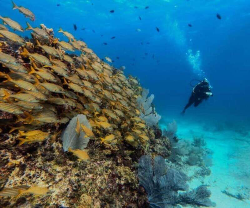 Cancun: PADI Open Water Diver Course - Who Is This Course Best For?