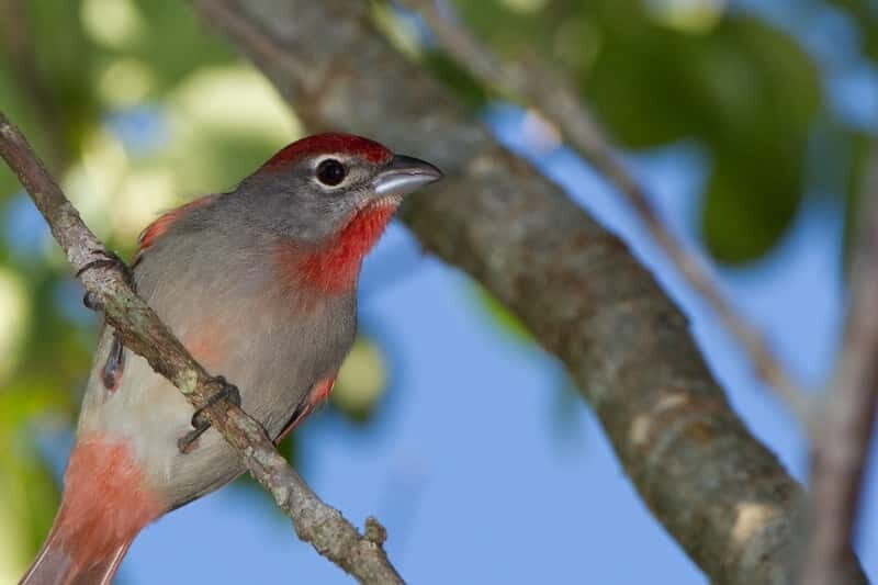 Cancun: Private Birdwatching Tour - An Honest Look at the Experience